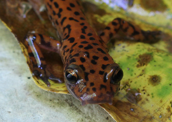 Cave Salamander